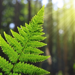 Malick Dieng / HYGINAT Cesson, , Bioélectronique , EFT , Fleurs de Bach, Naturopathie, Hygiène alimentaire et nutrition, Techniques respiratoires, Bol d’air