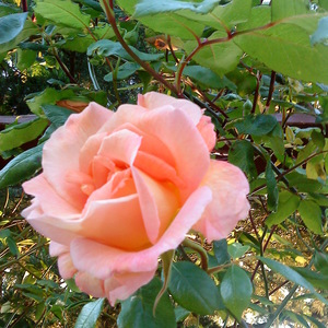 Claire GUYOMARD La Chapelle-des-Fougeretz, 