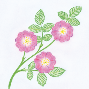 Agathe Laprée Dijon, , Hygiène alimentaire et nutrition, Aromathérapie - Olfactothérapie, Gemmothérapie, Phytothérapie, Exercices respiratoires , Fleurs de Bach, Naturopathie